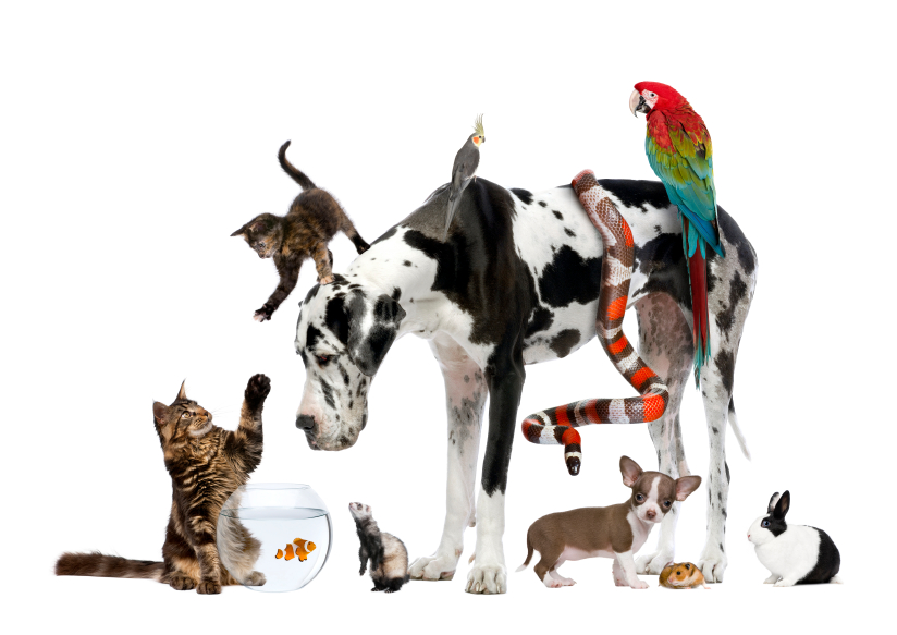 pets