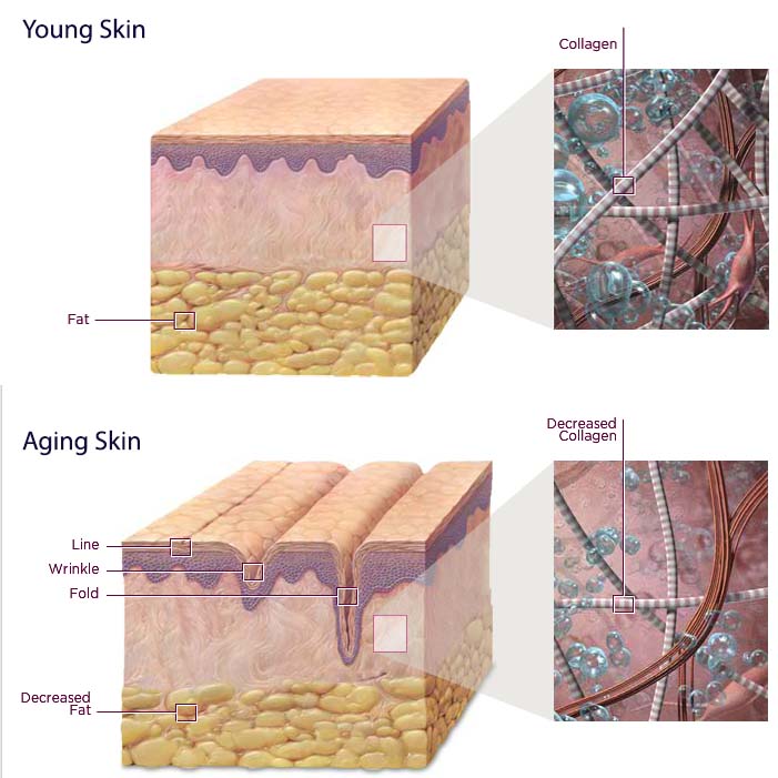 young_and_aging_skin_changes