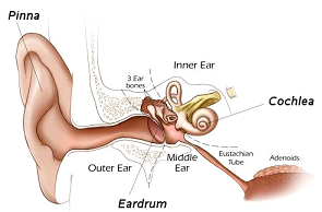 ear